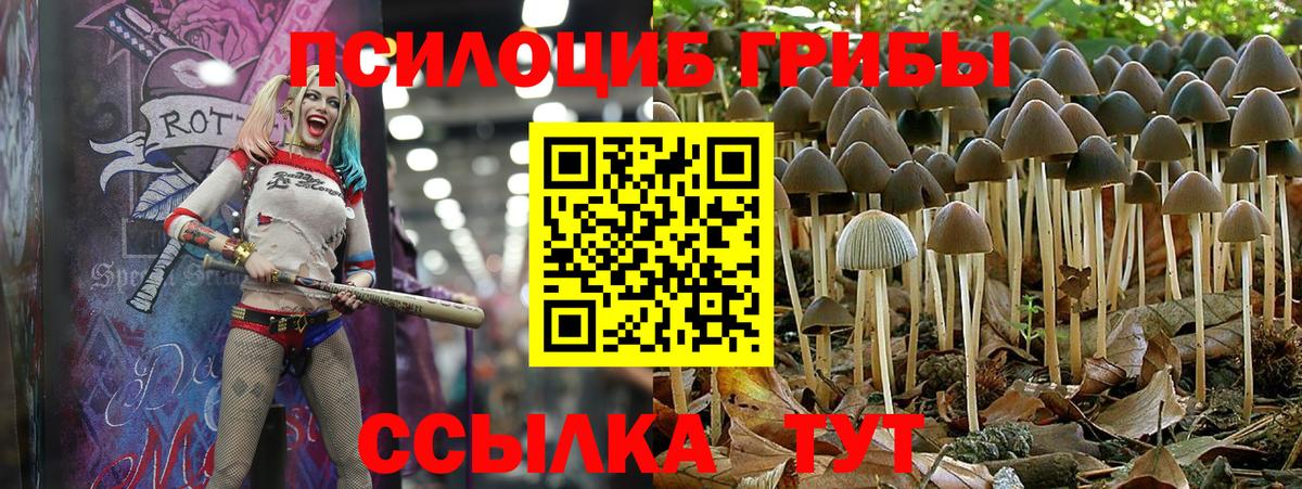 Псилоцибиновые грибы Cubensis Волгоград